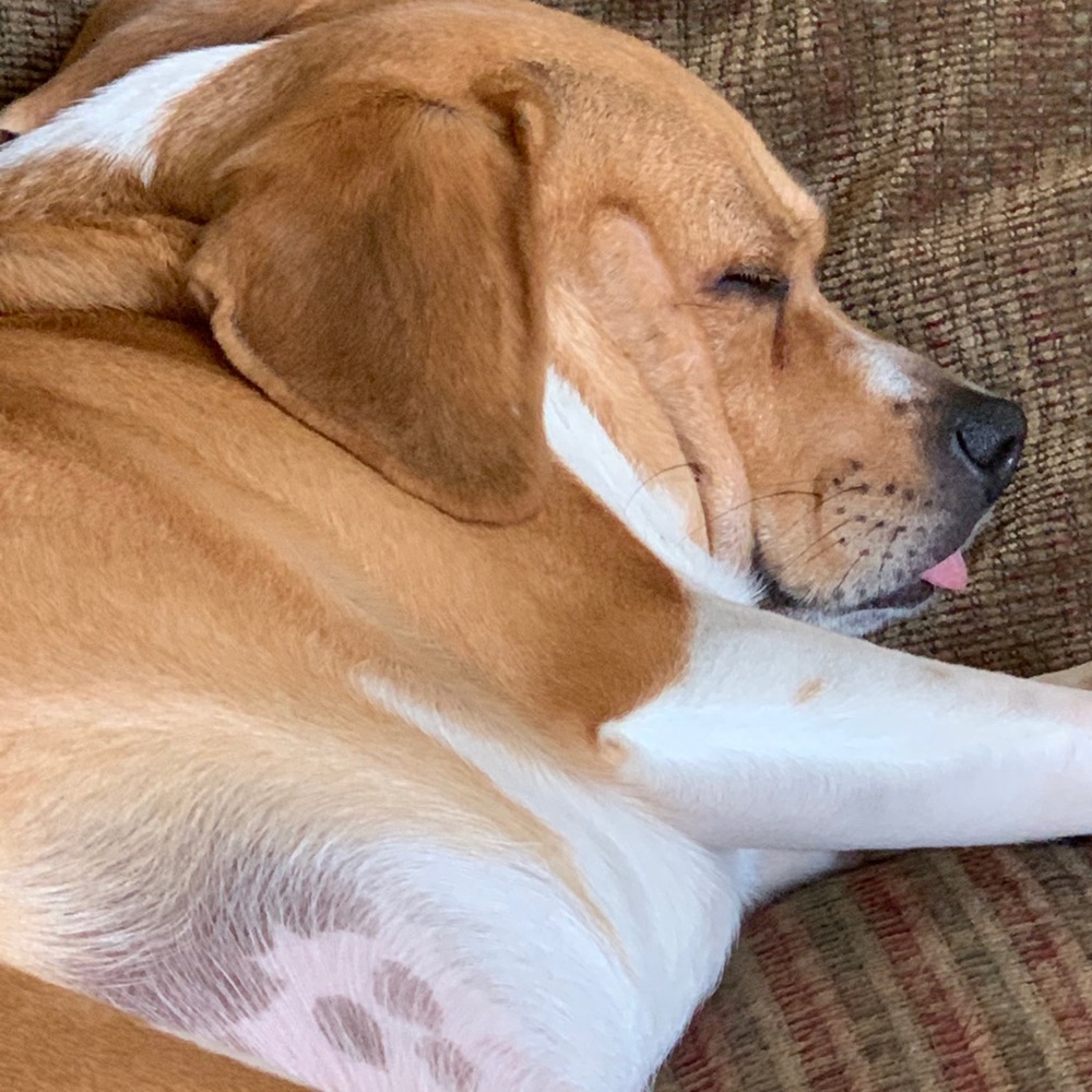 Meet your Posher, Loren